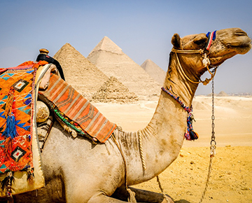 pyramids with camel (50)