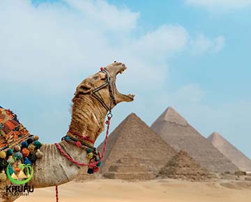 pyramids with camel (67)